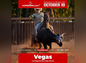 American Quarter Horse, Merrie, 7 Jaar, Roodbruin