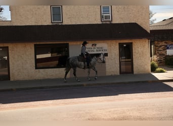 American Quarter Horse, Merrie, 7 Jaar, Schimmel