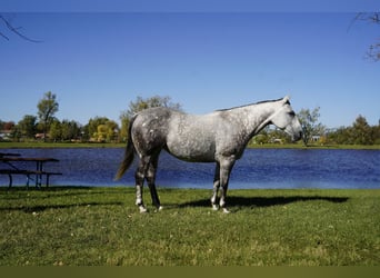 American Quarter Horse, Merrie, 7 Jaar, Schimmel