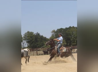 American Quarter Horse, Merrie, 7 Jaar, Zwart