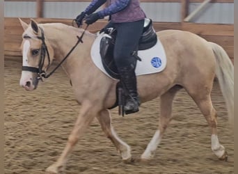 American Quarter Horse, Merrie, 8 Jaar, 135 cm, Palomino