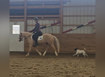 American Quarter Horse, Merrie, 8 Jaar, 135 cm, Palomino