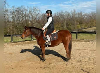 American Quarter Horse, Merrie, 8 Jaar, 135 cm, Roodbruin