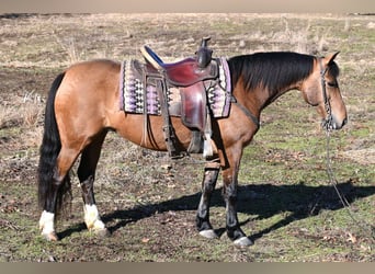 American Quarter Horse, Merrie, 8 Jaar, 137 cm, Falbe