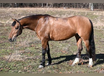 American Quarter Horse, Merrie, 8 Jaar, 137 cm, Falbe