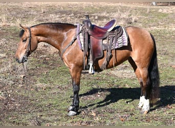 American Quarter Horse, Merrie, 8 Jaar, 137 cm, Falbe