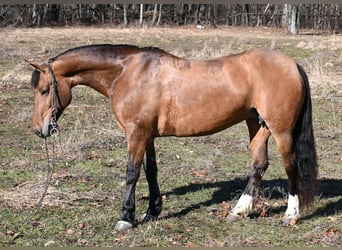 American Quarter Horse, Merrie, 8 Jaar, 137 cm, Falbe