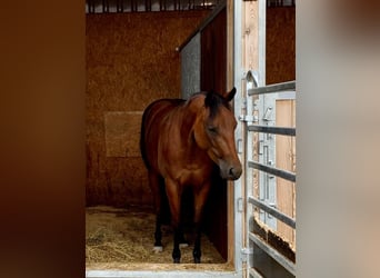 American Quarter Horse, Merrie, 8 Jaar, 140 cm, Bruin