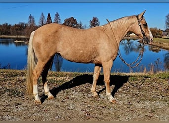 American Quarter Horse, Merrie, 8 Jaar, 140 cm, Palomino