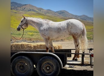 American Quarter Horse, Merrie, 8 Jaar, 140 cm, Roan-Red