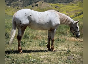 American Quarter Horse, Merrie, 8 Jaar, 140 cm, Roan-Red