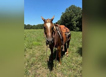 American Quarter Horse, Merrie, 8 Jaar, 142 cm, Donkere-vos