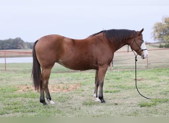 American Quarter Horse, Merrie, 8 Jaar, 142 cm, Roodbruin