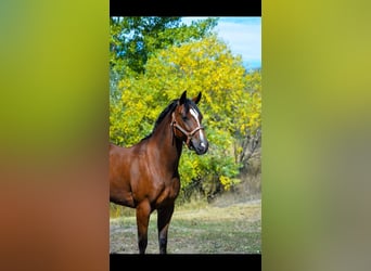 American Quarter Horse, Merrie, 8 Jaar, 142 cm, Roodbruin