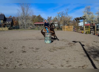 American Quarter Horse, Merrie, 8 Jaar, 142 cm, Roodbruin