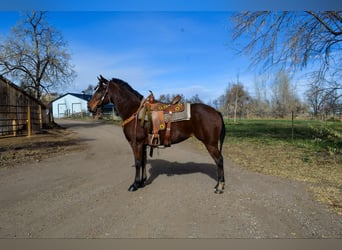 American Quarter Horse, Merrie, 8 Jaar, 142 cm, Roodbruin