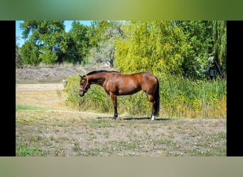 American Quarter Horse, Merrie, 8 Jaar, 142 cm, Roodbruin