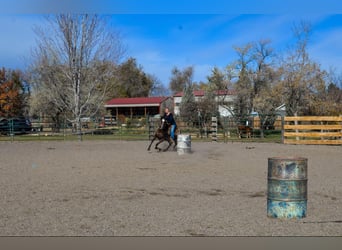 American Quarter Horse, Merrie, 8 Jaar, 142 cm, Roodbruin