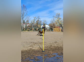 American Quarter Horse, Merrie, 8 Jaar, 142 cm, Roodbruin