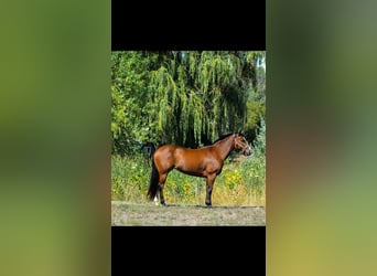 American Quarter Horse, Merrie, 8 Jaar, 142 cm, Roodbruin