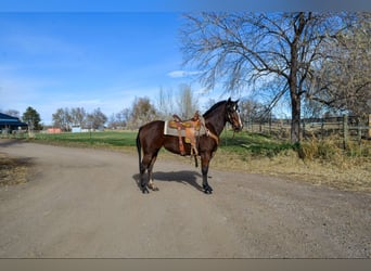 American Quarter Horse, Merrie, 8 Jaar, 142 cm, Roodbruin