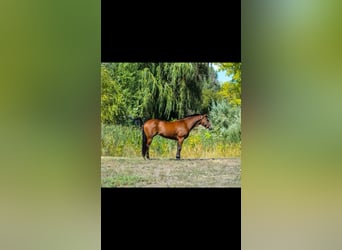 American Quarter Horse, Merrie, 8 Jaar, 142 cm, Roodbruin