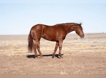 American Quarter Horse, Merrie, 8 Jaar, 145 cm, Roodvos