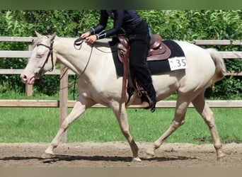 American Quarter Horse Mix, Merrie, 8 Jaar, 146 cm, Perlino
