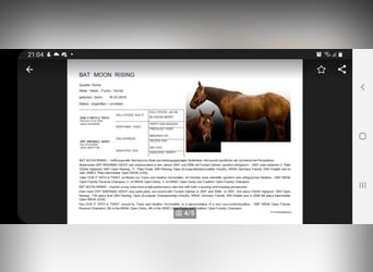 American Quarter Horse, Merrie, 8 Jaar, 146 cm, Vos