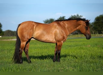 American Quarter Horse, Merrie, 8 Jaar, 147 cm, Falbe