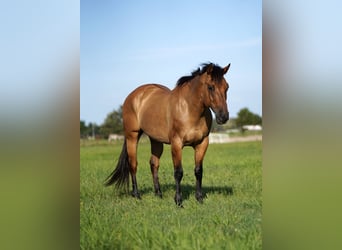 American Quarter Horse, Merrie, 8 Jaar, 147 cm, Falbe