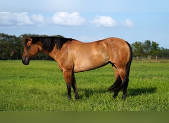 American Quarter Horse, Merrie, 8 Jaar, 147 cm, Falbe