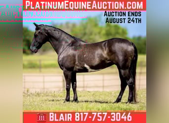 American Quarter Horse, Merrie, 8 Jaar, 147 cm, Overo-alle-kleuren
