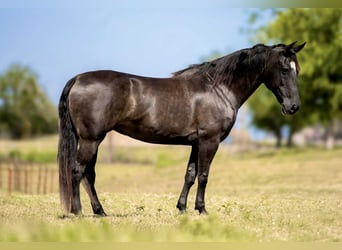 American Quarter Horse, Merrie, 8 Jaar, 147 cm, Overo-alle-kleuren