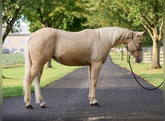 American Quarter Horse, Merrie, 8 Jaar, 147 cm, Palomino