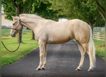 American Quarter Horse, Merrie, 8 Jaar, 147 cm, Palomino