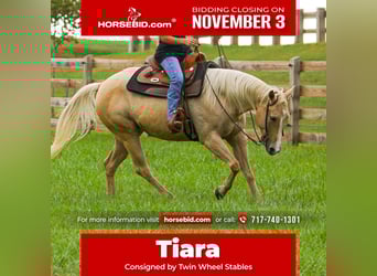 American Quarter Horse, Merrie, 8 Jaar, 147 cm, Palomino