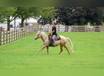 American Quarter Horse, Merrie, 8 Jaar, 147 cm, Palomino