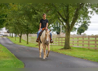American Quarter Horse, Merrie, 8 Jaar, 147 cm, Palomino