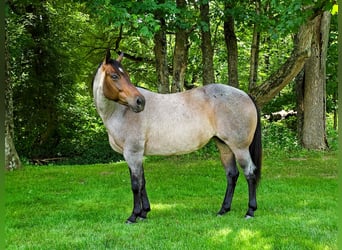 American Quarter Horse, Merrie, 8 Jaar, 147 cm, Roan-Blue