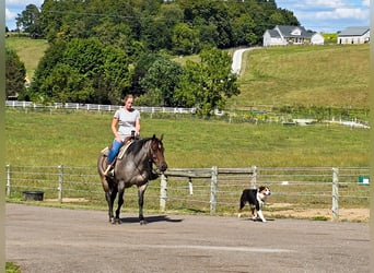 American Quarter Horse, Merrie, 8 Jaar, 147 cm, Roan-Blue