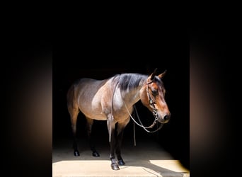American Quarter Horse, Merrie, 8 Jaar, 147 cm, Roan-Blue