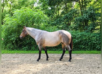 American Quarter Horse, Merrie, 8 Jaar, 147 cm, Roan-Blue
