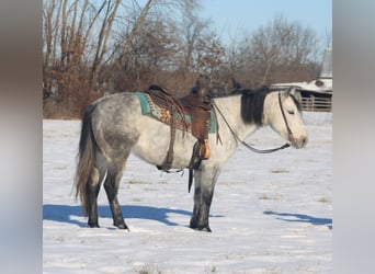 American Quarter Horse, Merrie, 8 Jaar, 147 cm, Schimmel