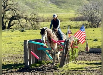 American Quarter Horse, Merrie, 8 Jaar, 147 cm, Schimmel