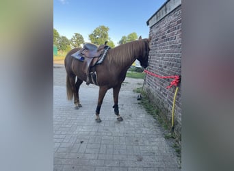 American Quarter Horse, Merrie, 8 Jaar, 147 cm, Vos