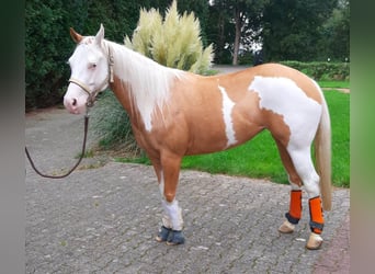 American Quarter Horse, Merrie, 8 Jaar, 148 cm, Palomino