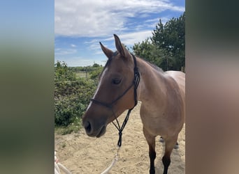 American Quarter Horse, Merrie, 8 Jaar, 148 cm