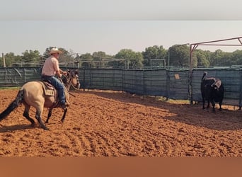 American Quarter Horse, Merrie, 8 Jaar, 150 cm, Buckskin