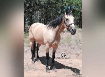 American Quarter Horse, Merrie, 8 Jaar, 150 cm, Buckskin